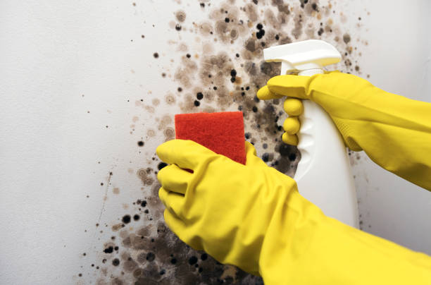 Best White Mold Remediation in Statham, GA