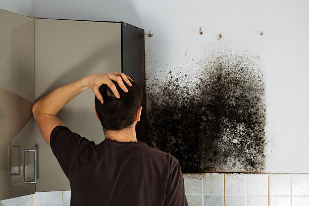 Best Emergency Mold Remediation in Statham, GA