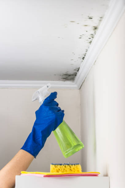 Best Commercial Mold Remediation in Statham, GA